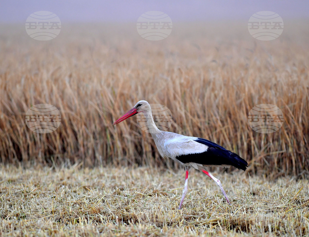 Исперих - жътва