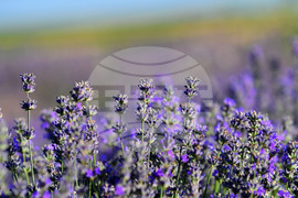 Село Пристое - лавандула