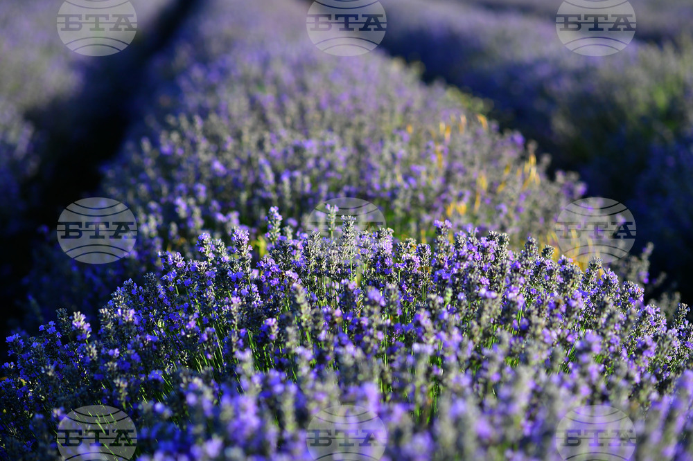 Село Пристое - лавандула