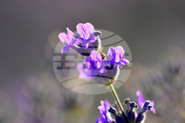 Село Пристое - лавандула