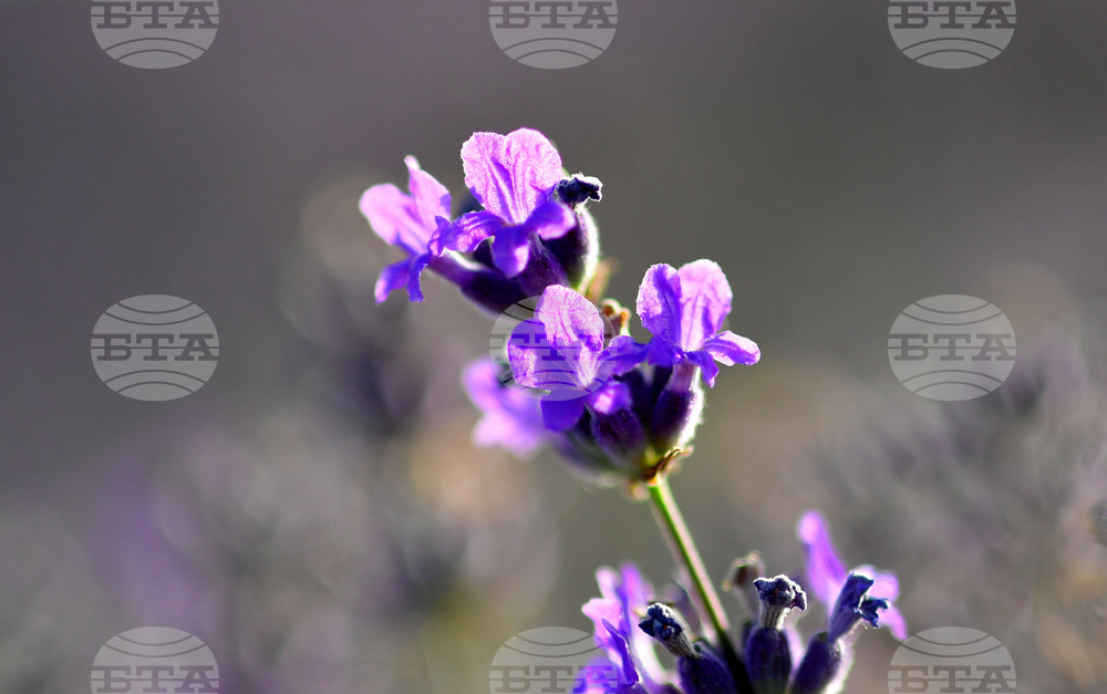 Село Пристое - лавандула