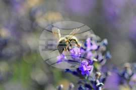 Село Пристое - лавандула