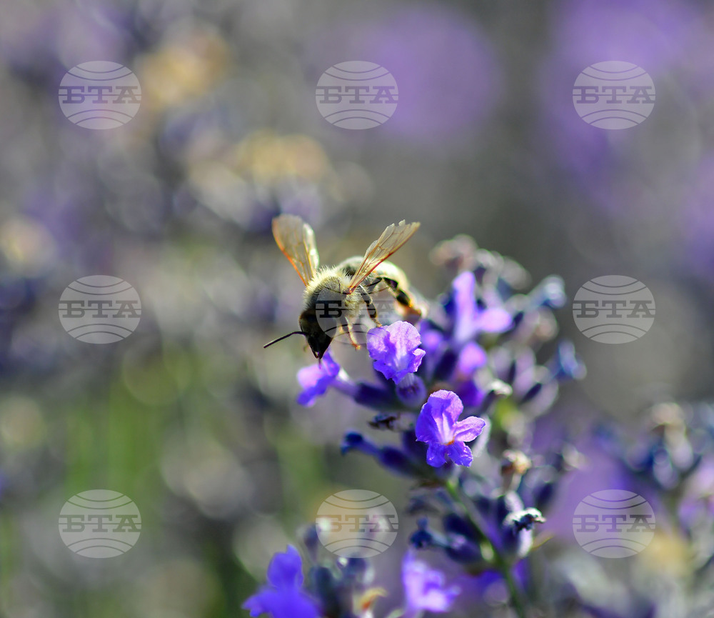 Село Пристое - лавандула