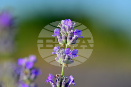 Село Пристое - лавандула