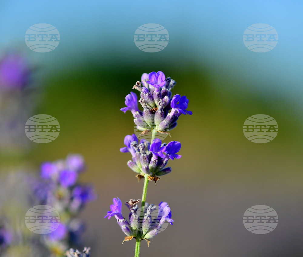 Село Пристое - лавандула