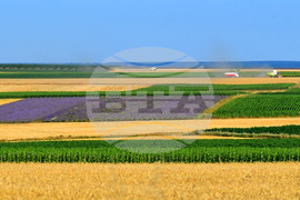 Село Пристое - лавандула