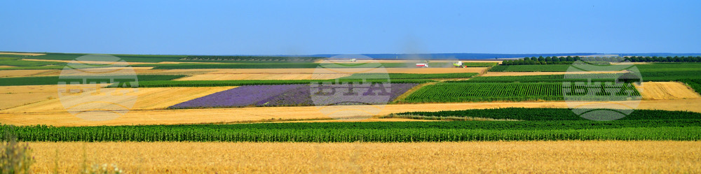 Село Пристое - лавандула