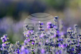 Село Пристое - лавандула