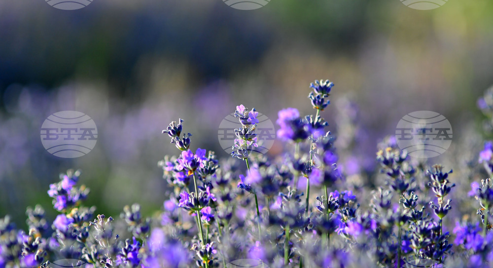 Село Пристое - лавандула