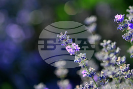 Село Пристое - лавандула