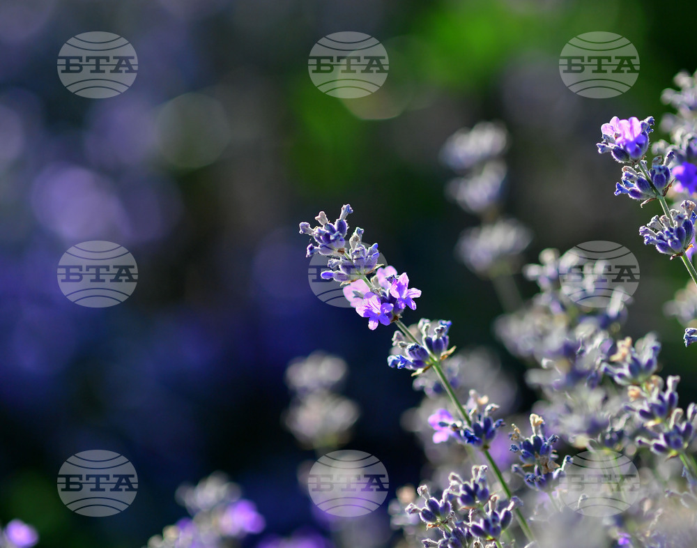 Село Пристое - лавандула