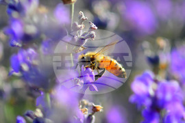Село Пристое - лавандула