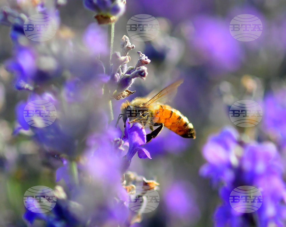 Село Пристое - лавандула