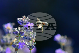 Село Пристое - лавандула