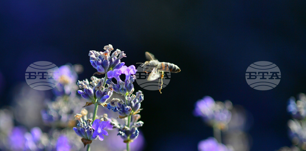 Село Пристое - лавандула