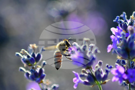 Село Пристое - лавандула