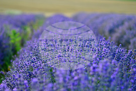 Село Пристое - лавандула