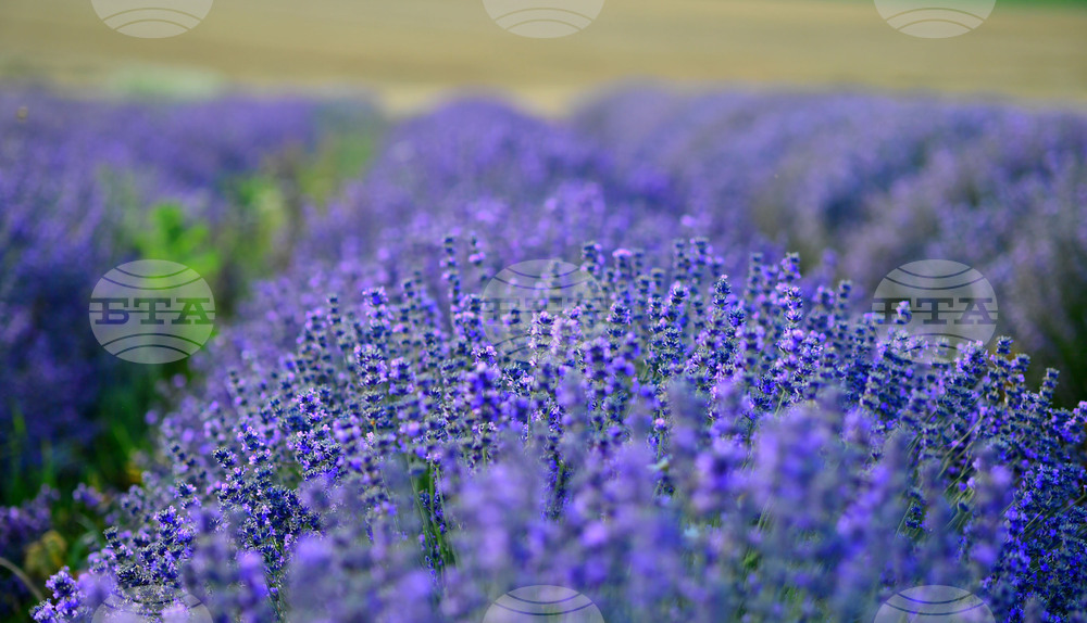 Село Пристое - лавандула