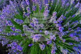 Село Пристое - лавандула