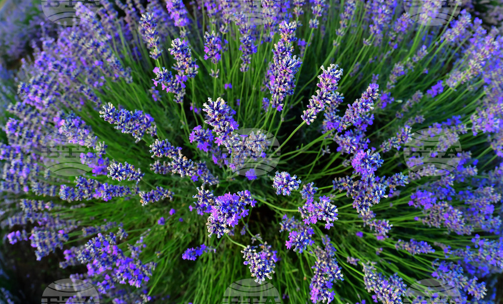 Село Пристое - лавандула