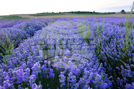 Село Пристое - лавандула