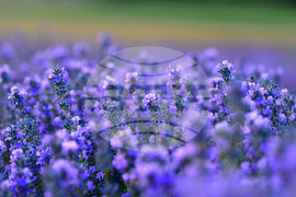 Село Пристое - лавандула