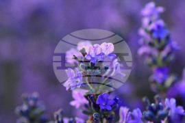 Село Пристое - лавандула