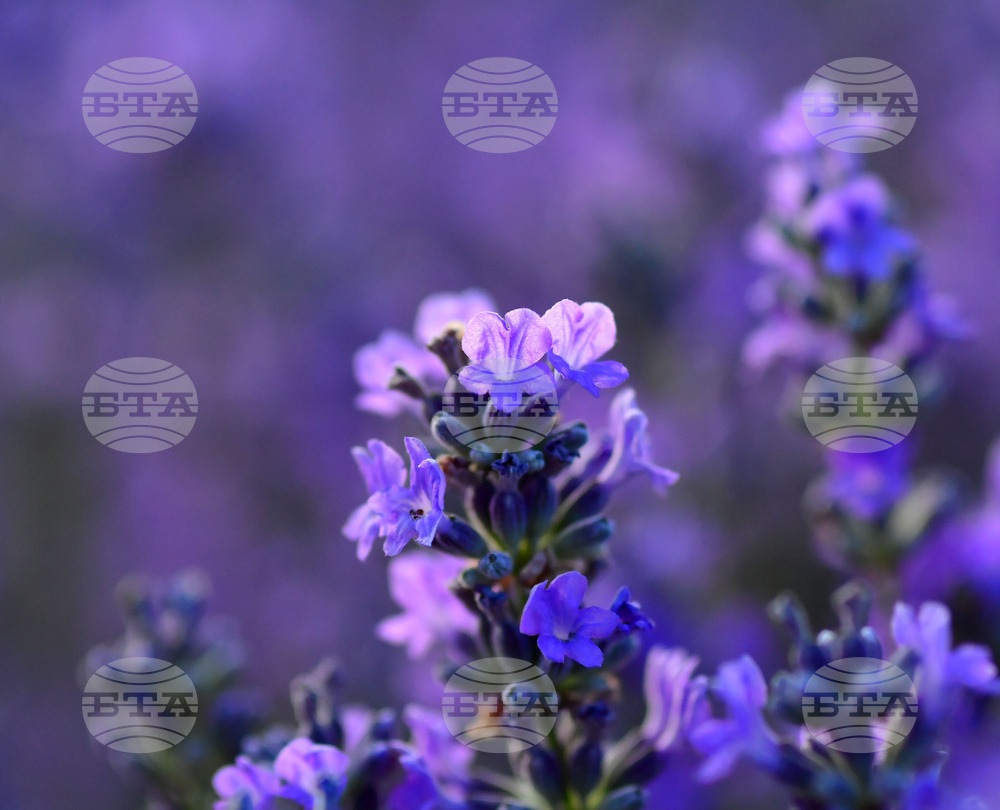 Село Пристое - лавандула