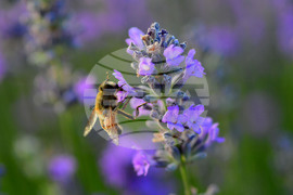 Село Пристое - лавандула
