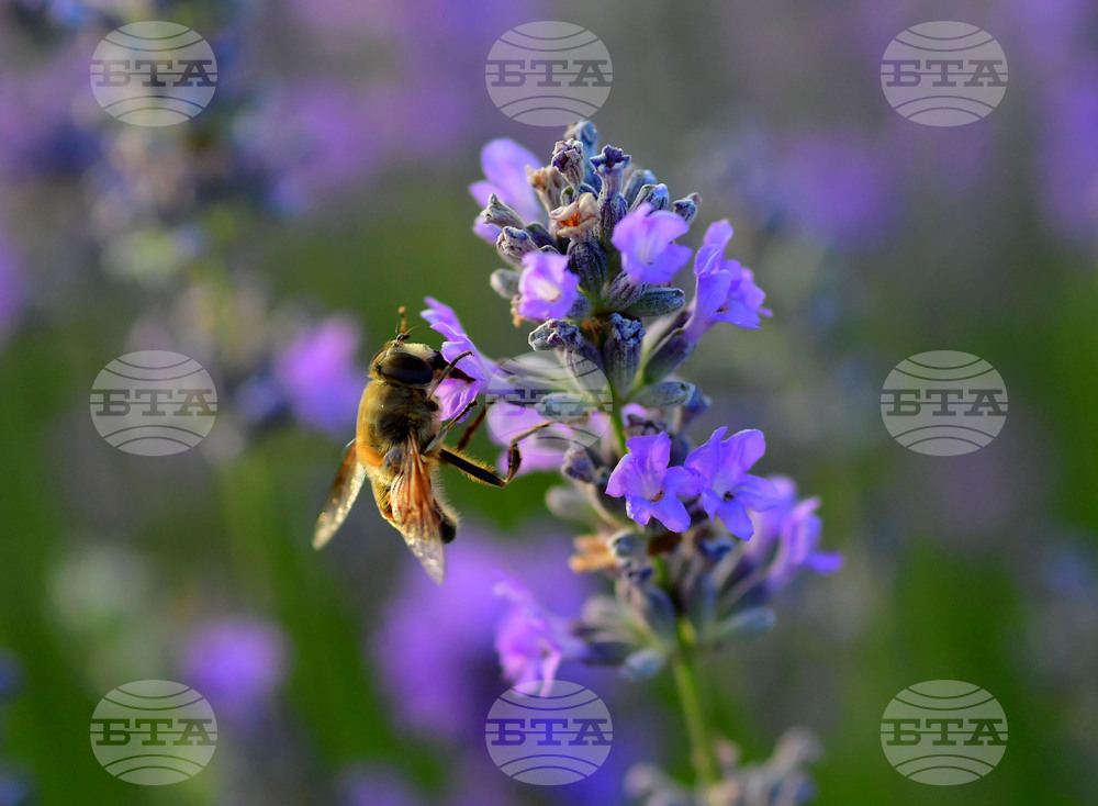 Село Пристое - лавандула