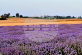 Село Пристое - лавандула