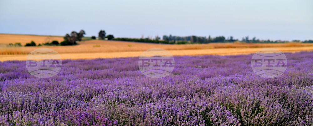 Село Пристое - лавандула
