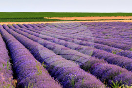 Село Пристое - лавандула