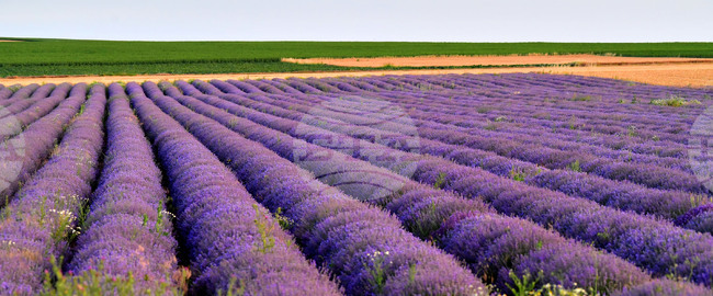 Над 85 млн. лева са изплатени по еко схемата за разнообразяване на отглежданите култури, съобщиха от ДФЗ