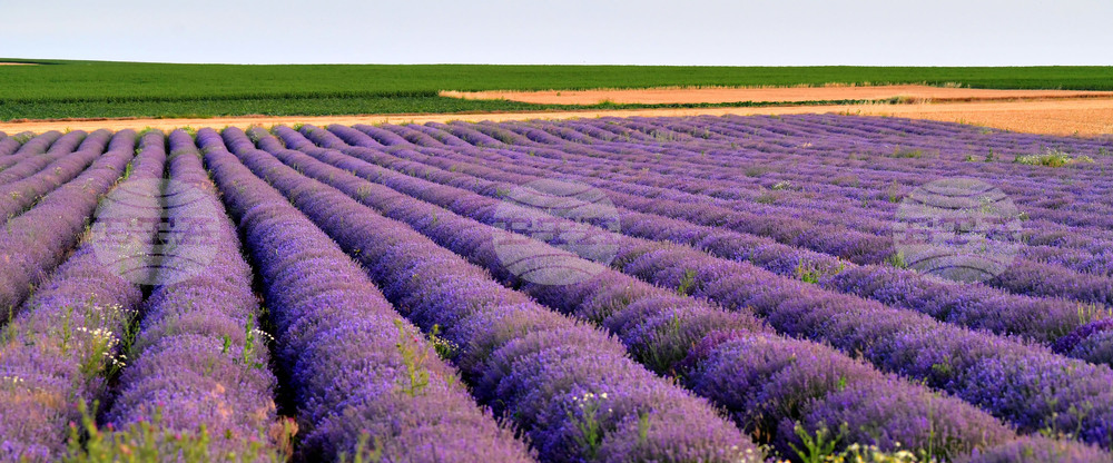 Село Пристое - лавандула