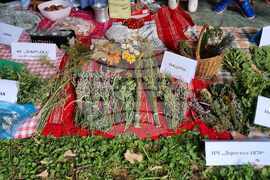 Силистра - „С билки и песни на Еньовден” - празник 