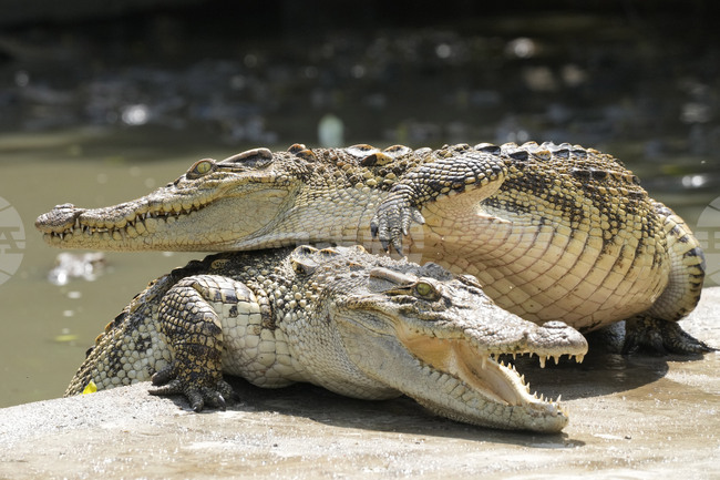 Вкаменелости разкриват последното убежище на свирепи древни крокодили, обитавали сушата