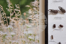 Варна - Природонаучен музей - изложба „Био логично“