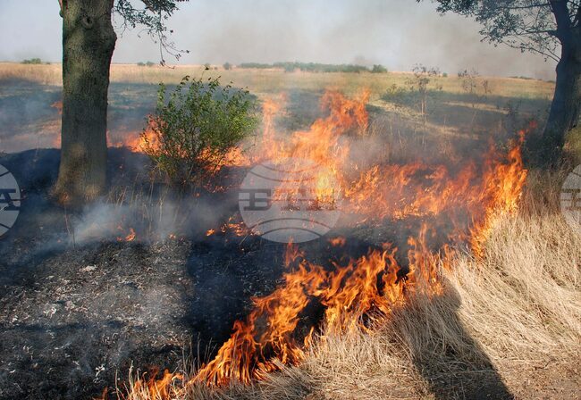 Пожар в масив с пшеница и ечемик е възникнал в община Бойчиновци, изгорели са 210 декара продукция