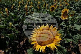 Ловеч - слънчоглед