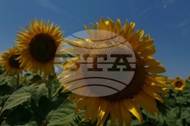 Ловеч - слънчоглед