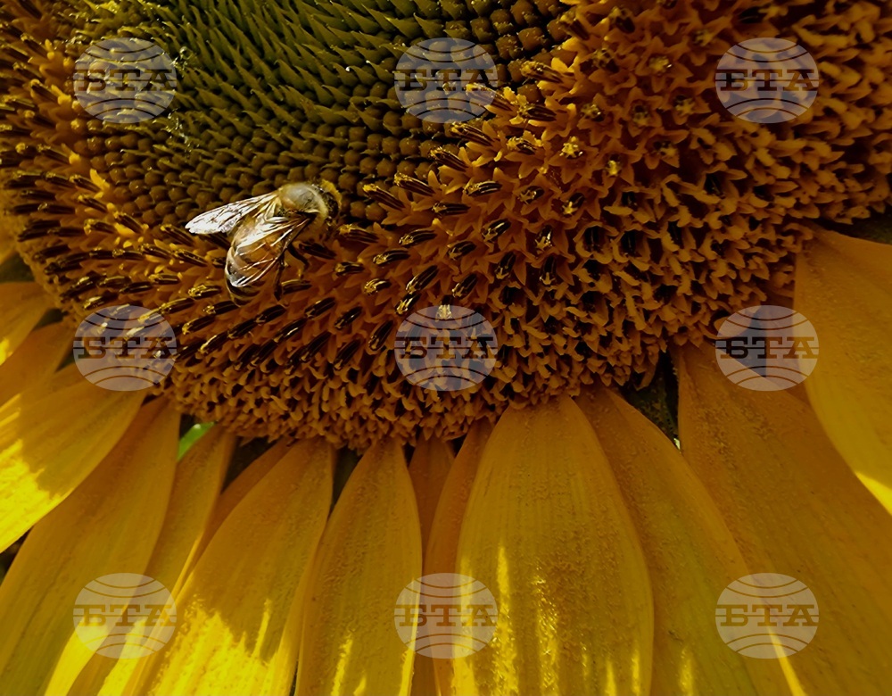 Ловеч - слънчоглед