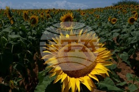 Ловеч - слънчоглед