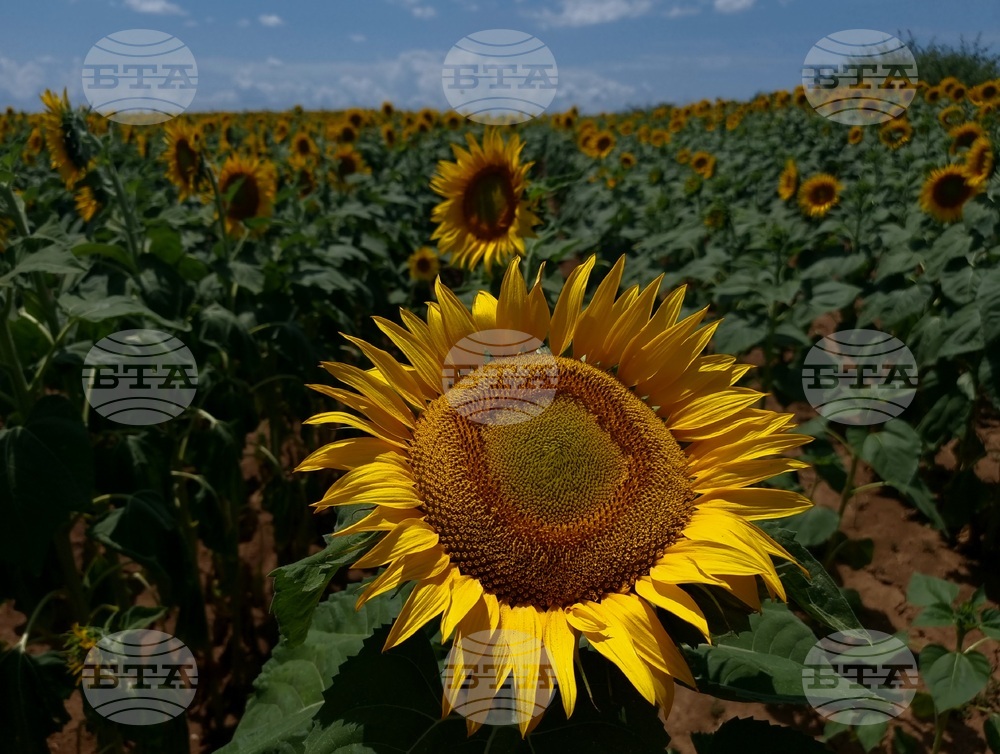 Ловеч - слънчоглед