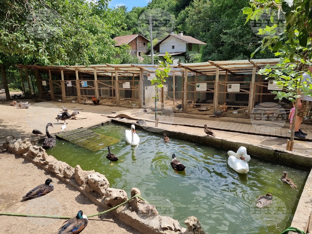 Лесковец - зоокът - животни