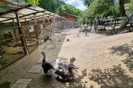 Лесковец - зоокът - животни