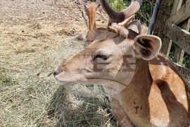 Лесковец - зоокът - животни