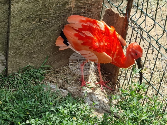 Лесковец - зоокът - животни