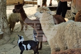 Лесковец - зоокът - животни