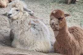 Лесковец - зоокът - животни